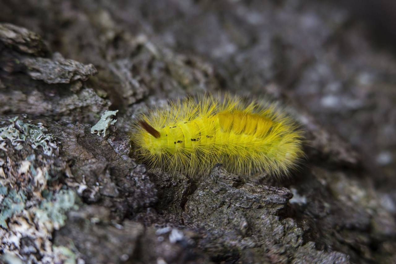 rock, yellow, worm, caterpillar, insect, blur
, 