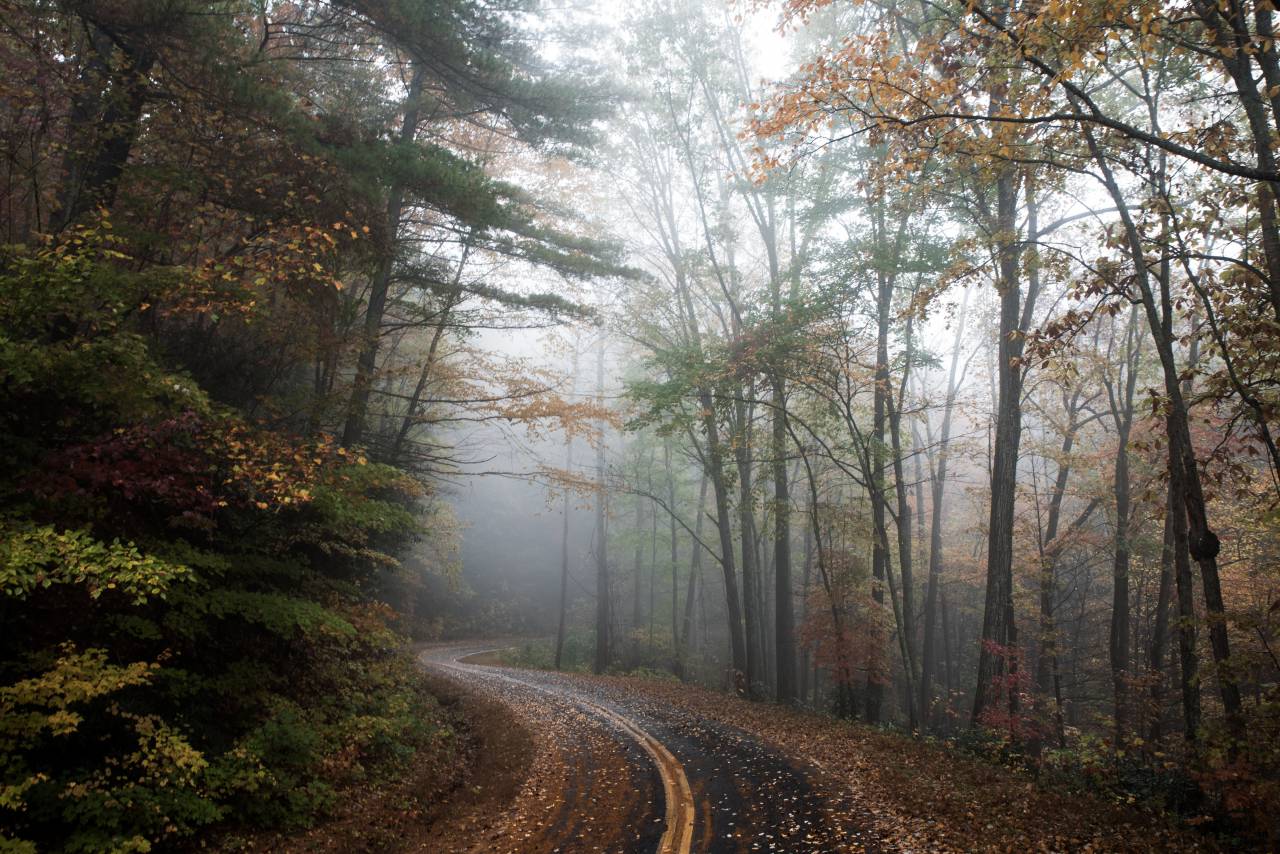 rural, road, countryside, forest, woods, trees, fall, autumn, leaves, fog, foggy
, 