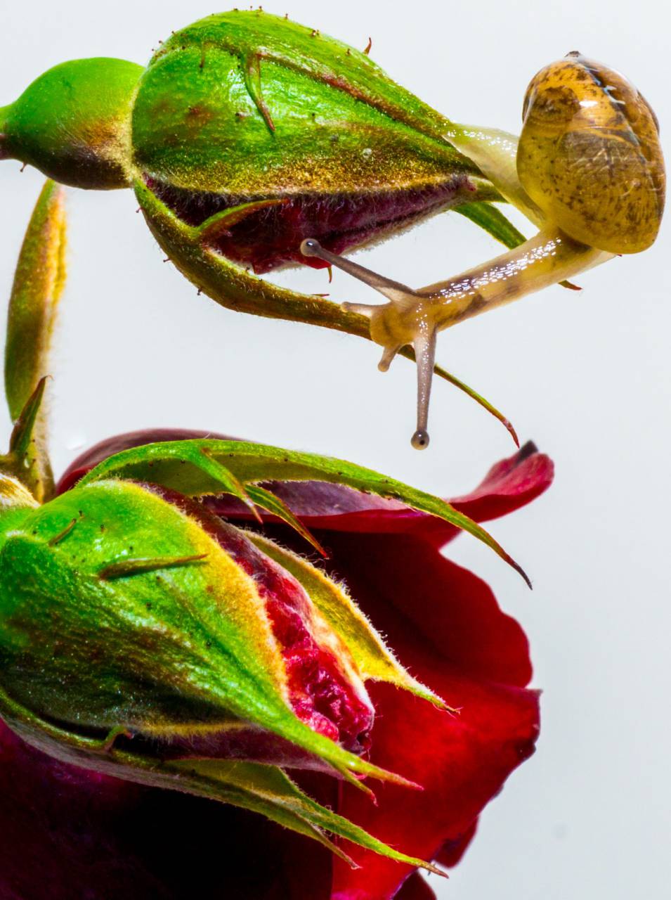 snail, slug, rose, flower
, 