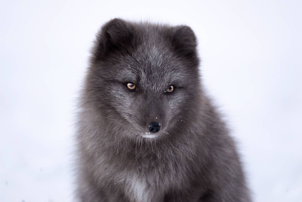 La nieve, el invierno, el blanco, el frío, el clima, el hielo, la naturaleza, el Ártico, animales, osos,