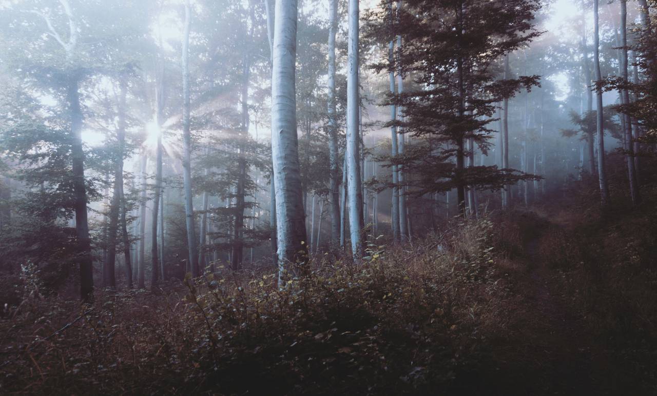 trees, forest, woods, bushes, shrubs, nature
, 
