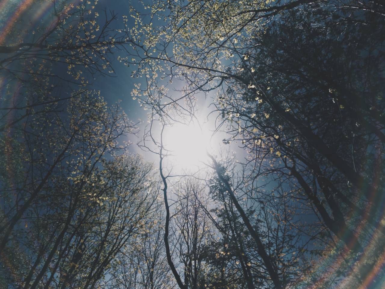 Árboles, plantas, ramas, naturaleza, cielo, luz del sol, sol,