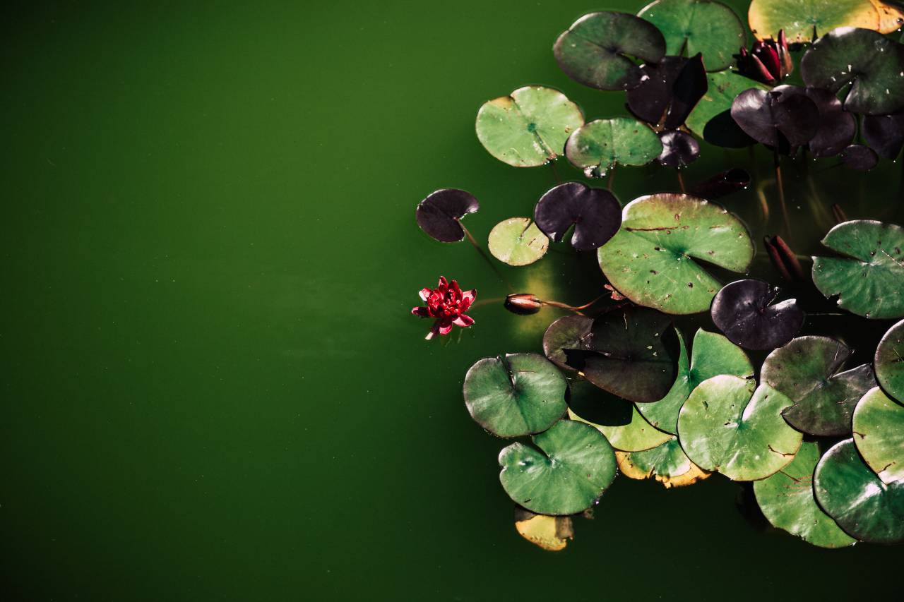 Agua, verde, hoja, planta, nenúfar, flor,