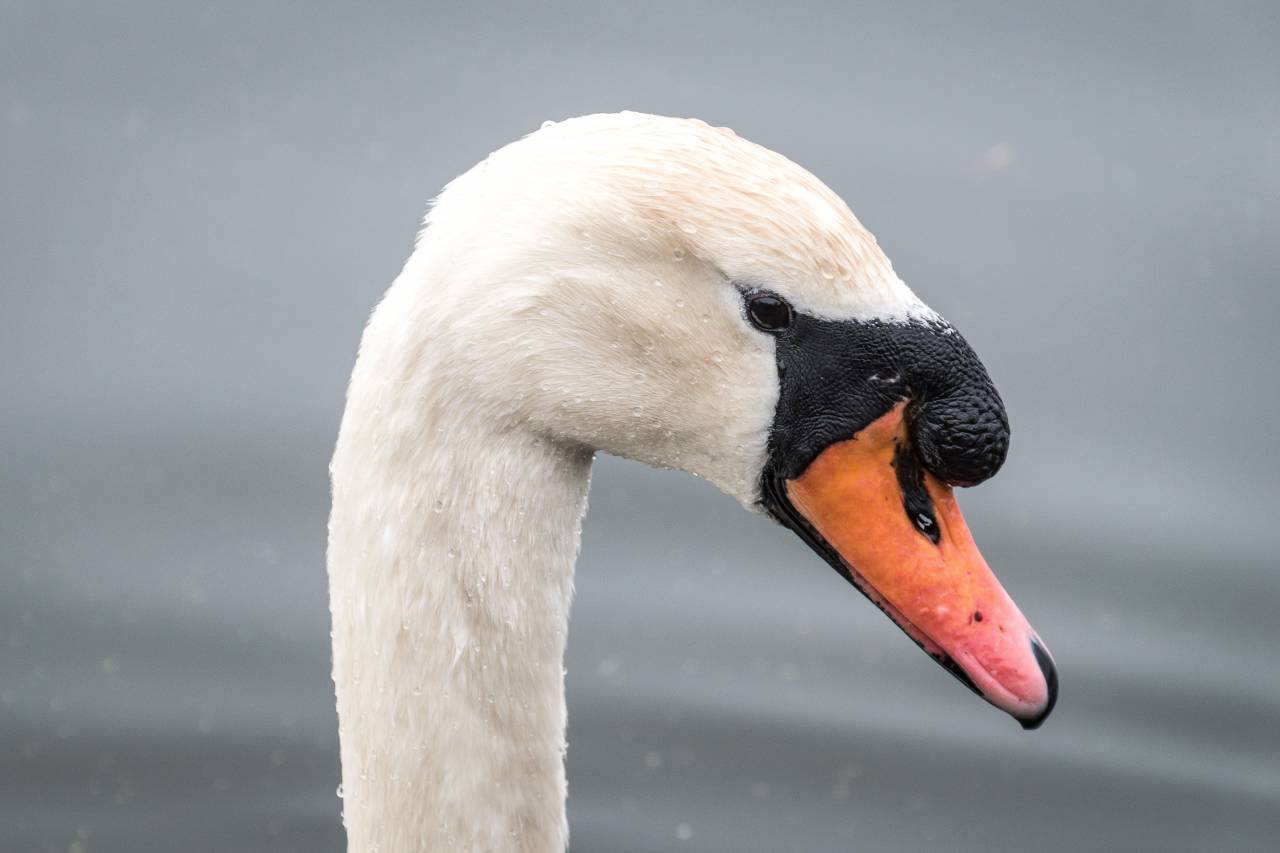white, duck, swan, bird, beak, neck, animal, water
, 