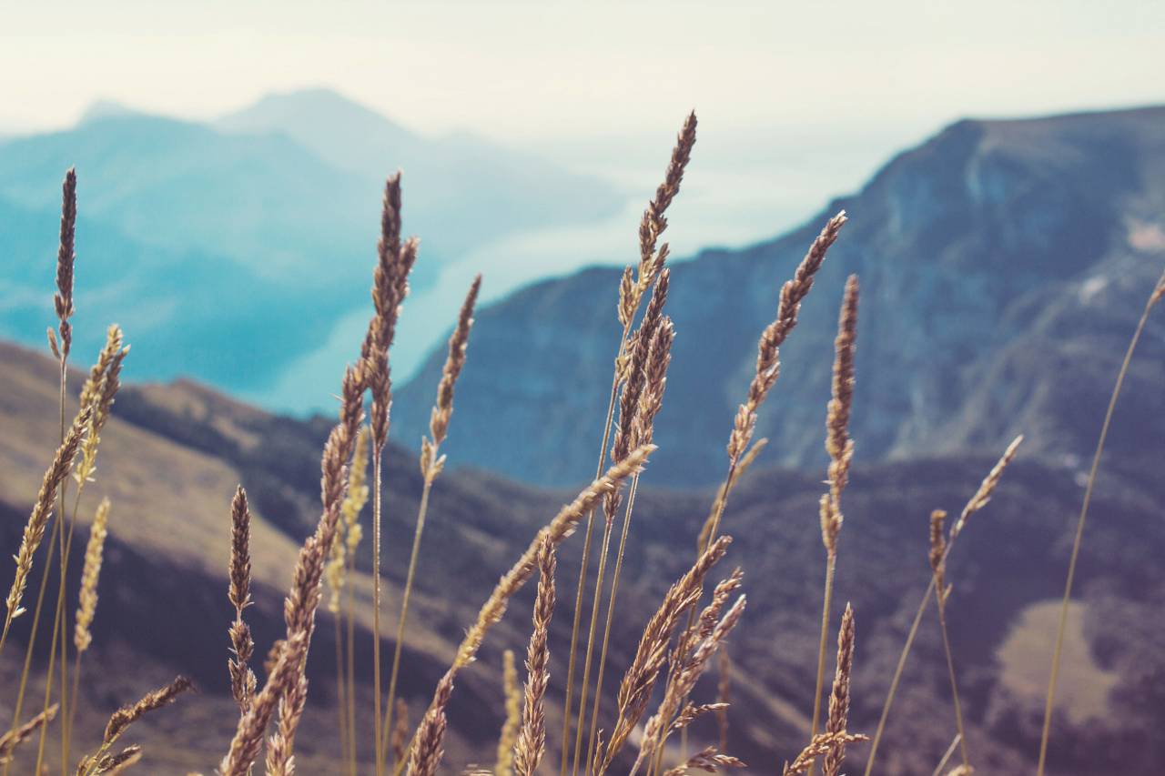salvaje, plantas, montañas, colinas, valles, naturaleza, paisaje,
