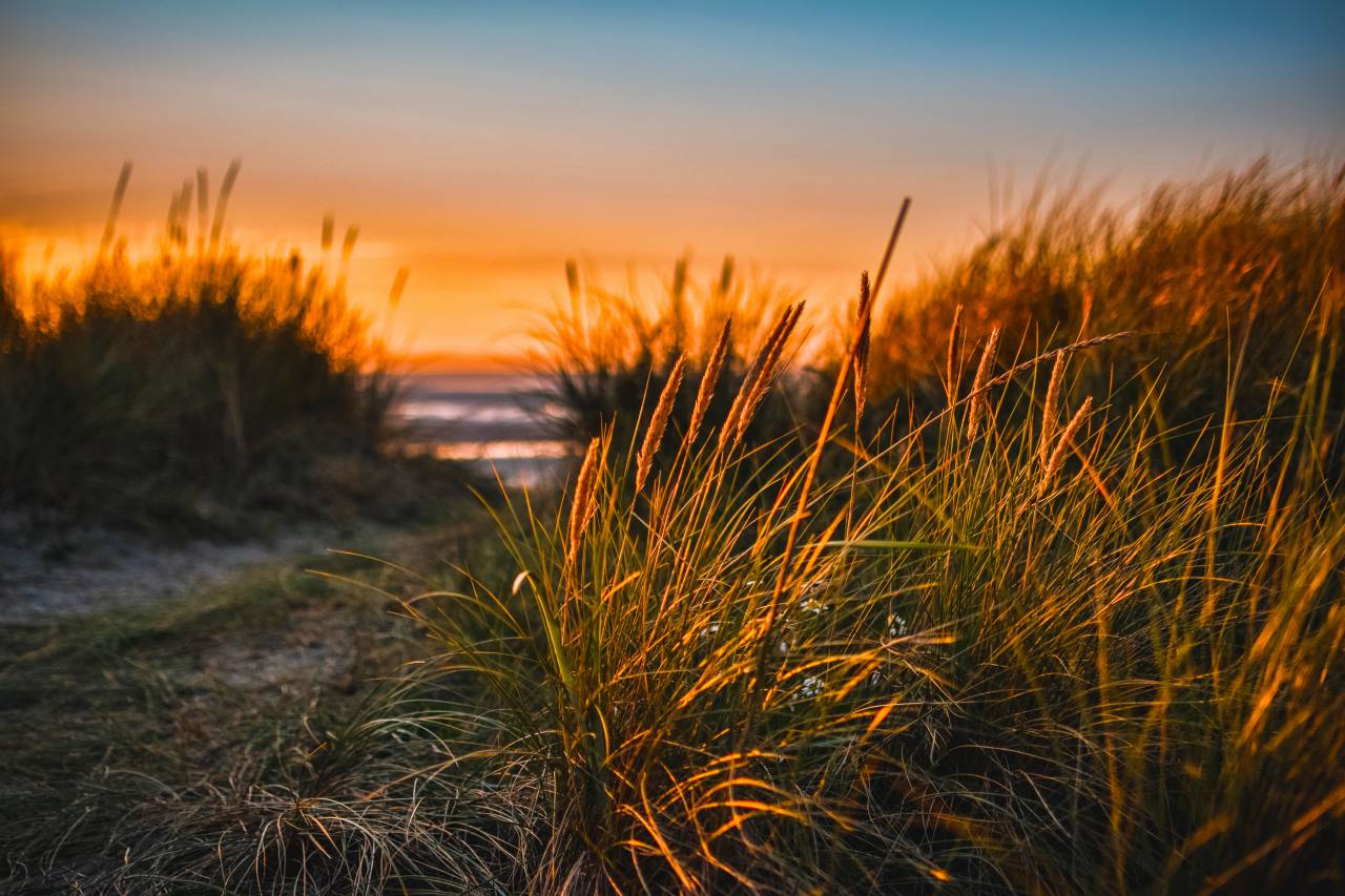 wildflower, beach, sunset, grass, sun, red, blue, sky, path, track, sea, glow, landscape
, 