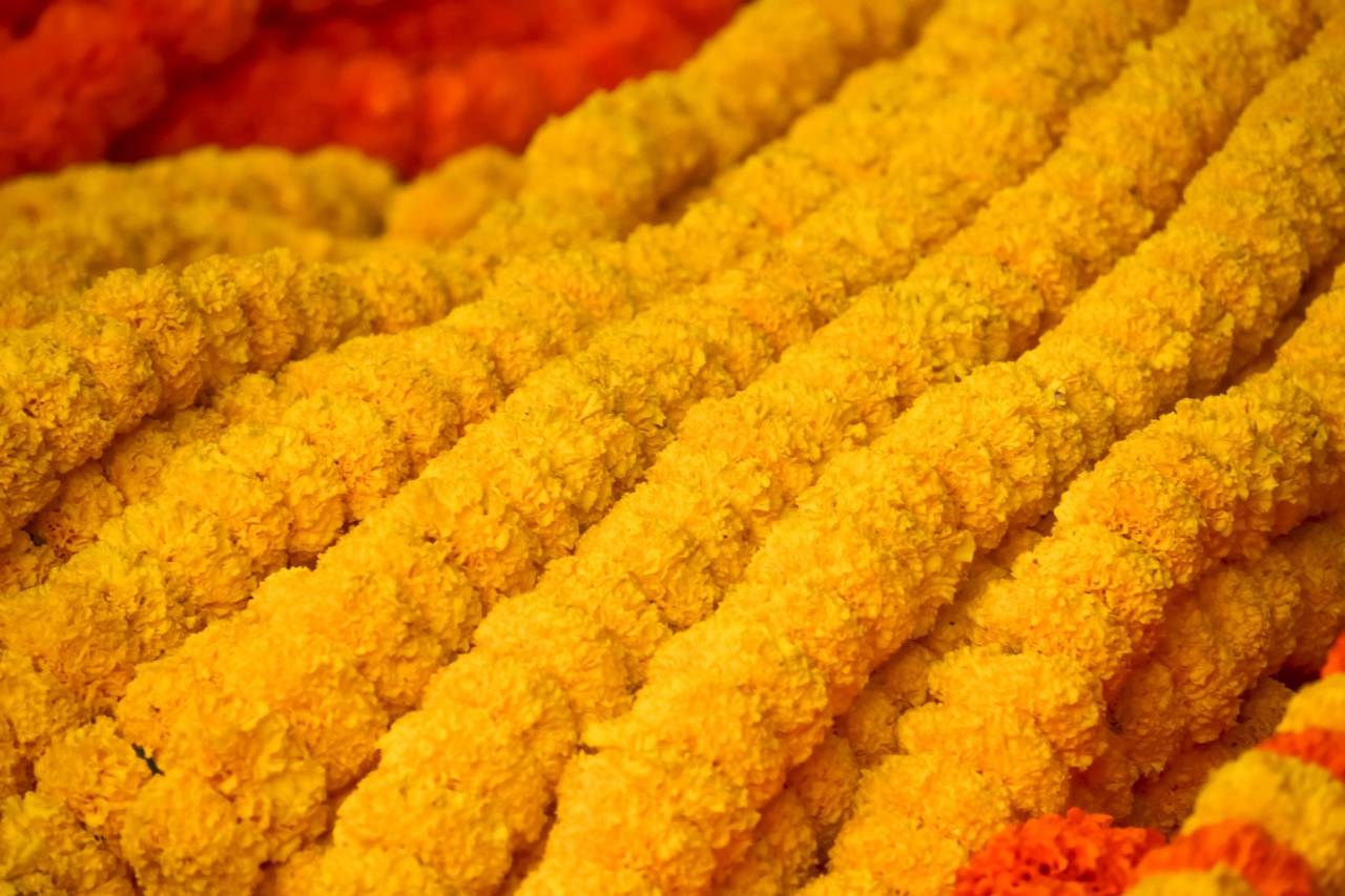 Amarillo, flores, jardín, fresco, floral, verano, caléndula, naturaleza, plantas, vegetación,