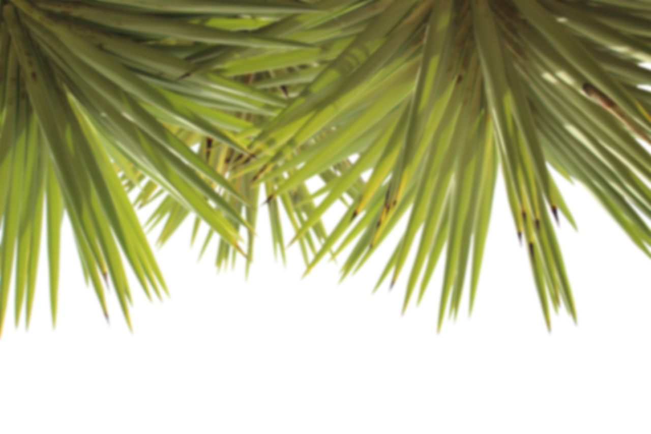  Troplical Leaves,overlay,png,nature,backgrounds,leaf,palm tree,tree,green color,summer,plant,abstract,tropical climate,pattern,illustration,outdoors,design