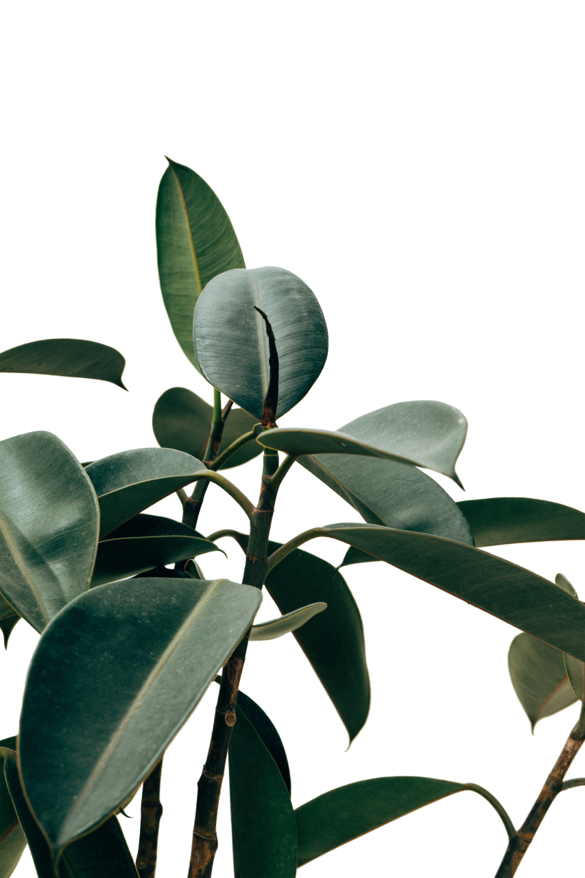  Troplical Leaves,overlay,png,leaf,nature,plant,backgrounds,green color,pattern,abstract,summer,freshness,design,botany,illustration
