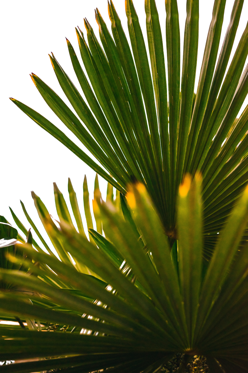 Hojas tropicales,superposición,png,hoja,naturaleza,palmera,árbol,planta,fondos,color verde,verano,clima tropical,al aire libre,primer plano,rama,palmera de coco,resumen,patrón,frescura,bosque