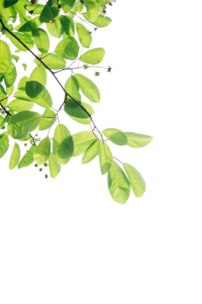  Troplical Leaves,overlay,png,leaf,nature,backgrounds,tree,vector,plant,illustration,summer,branch,forest,design,green color,abstract,season,pattern