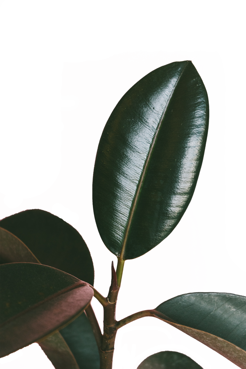  Troplical Leaves,overlay,png,leaf,nature,plant,close-up,backgrounds,green color,botany,summer,pattern,beauty in nature,freshness,macro