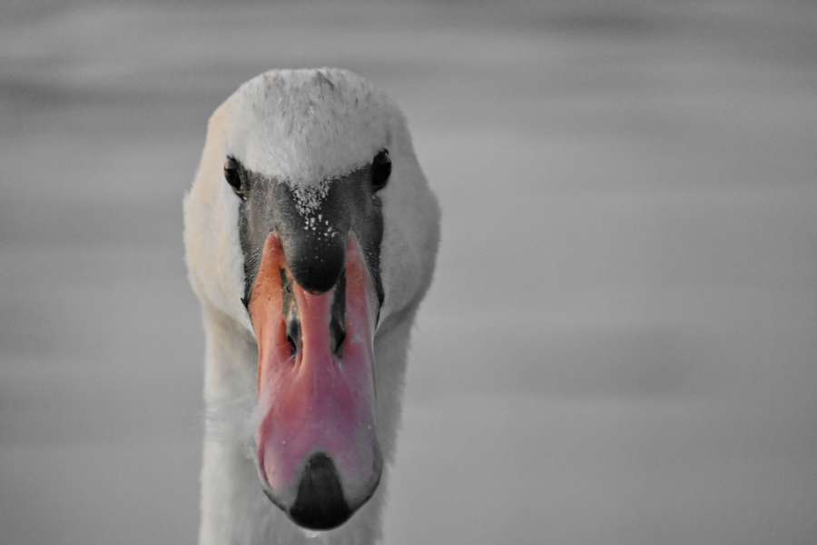 beak, close-up, eyes, portrait, swan 
