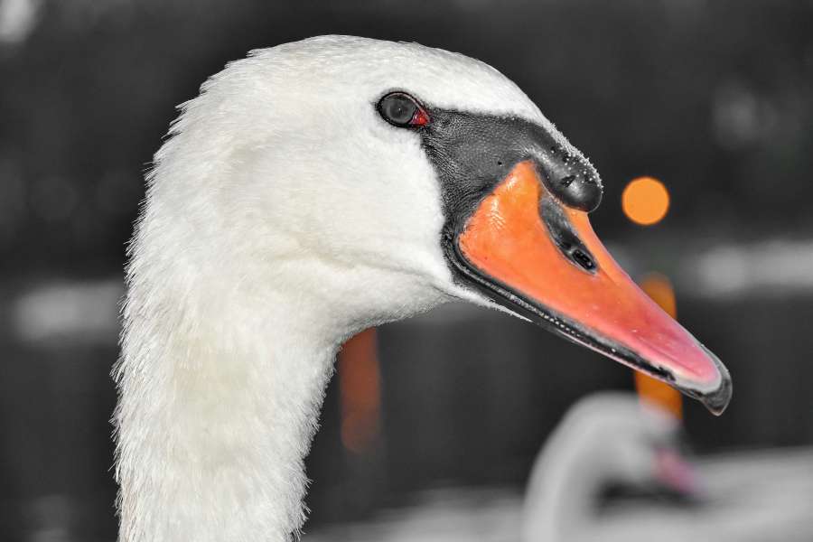 beak, details, head, nature, swan, wildlife 