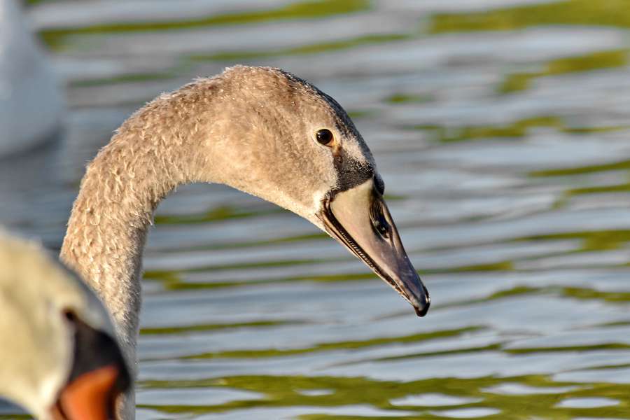 bird family, flock, swan, bird, wildlife 