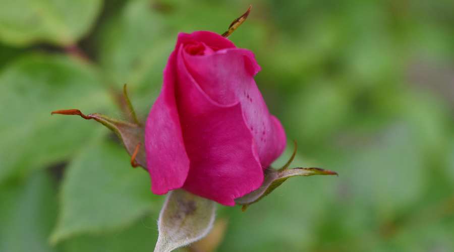 blurry, petals, roses, flower, petal, leaf 
