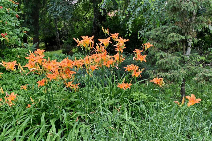 ramas, jardín de flores, jardín, lirio, árboles
