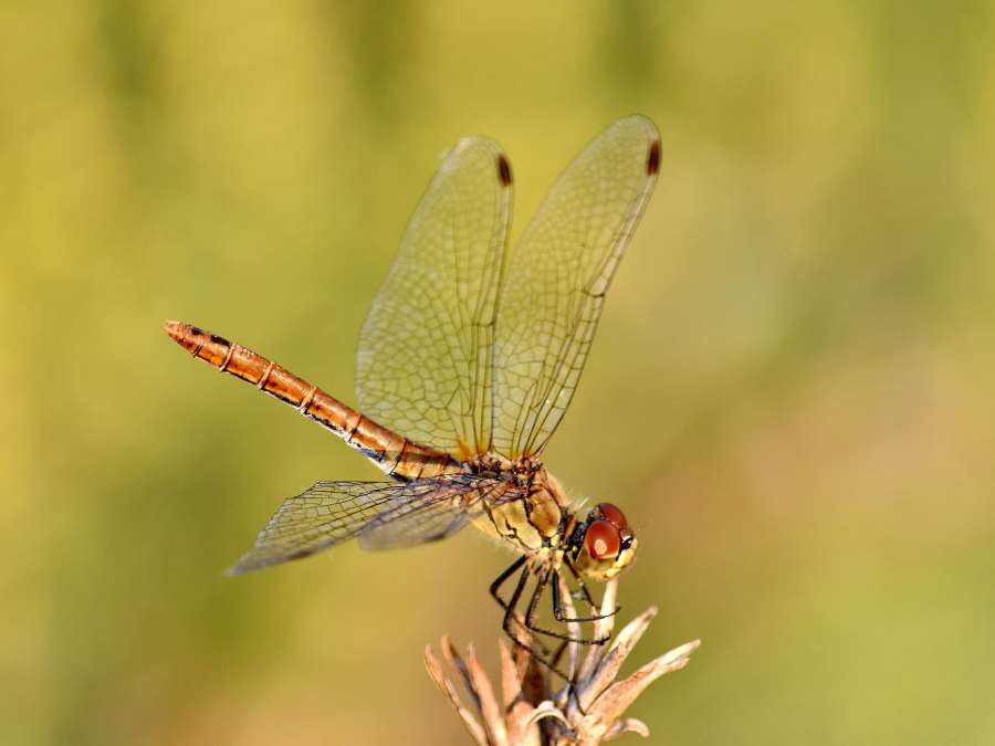bug, close-up, lacewing, macro, outdoors 
