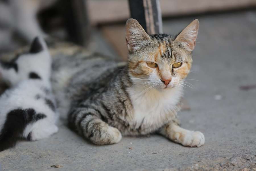 gatito, gato doméstico, mascota, bigotes, lindo