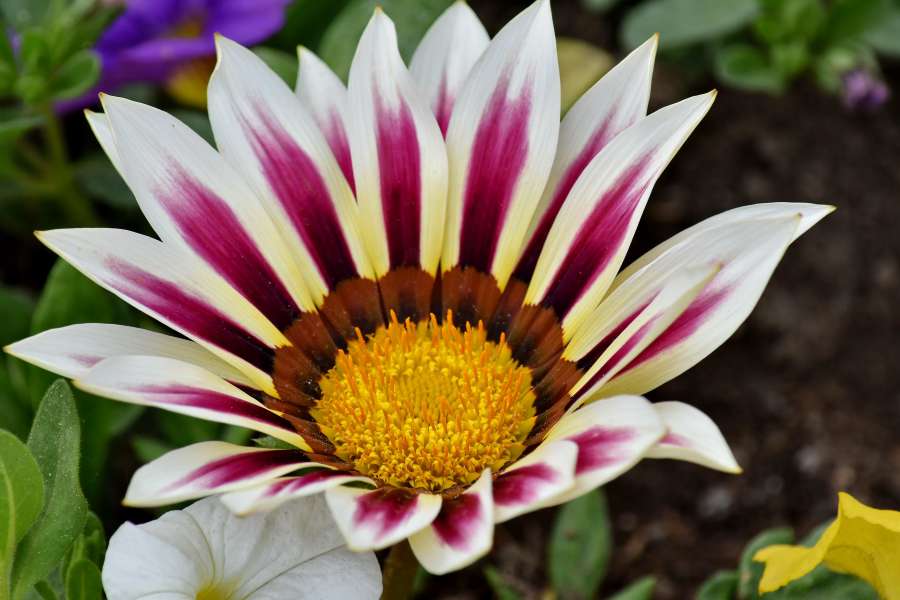close-up, flower garden, horticulture 