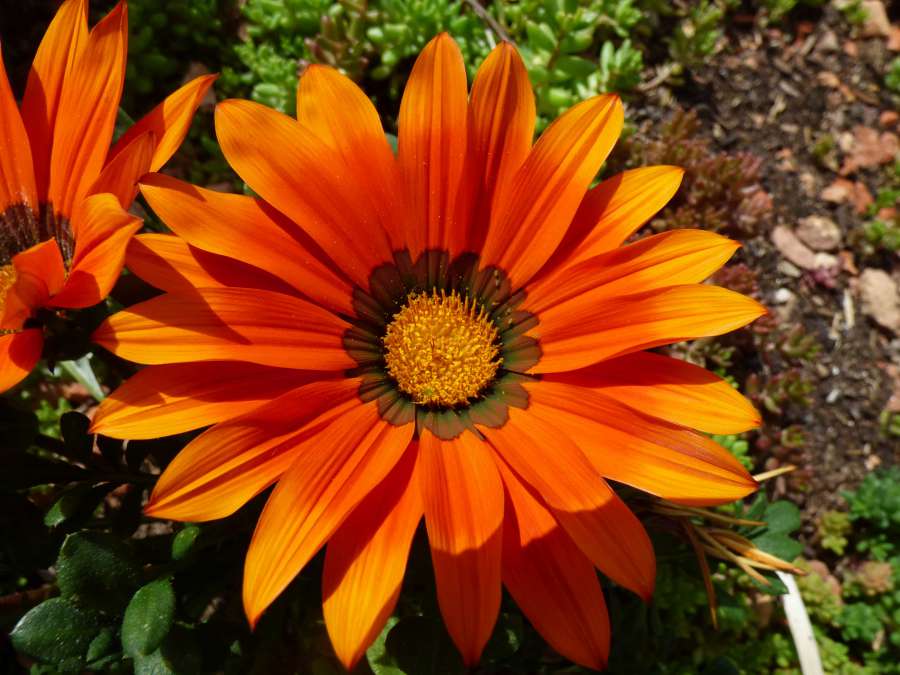 color, flower garden, orange yellow, petals 