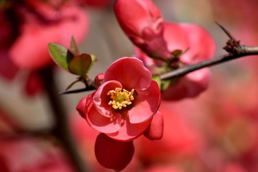 branchlet, flower bud, flower garden 