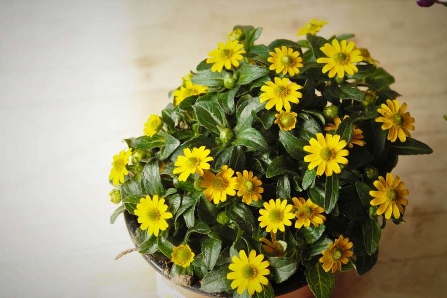 flowerpot, flowers, greenish yellow 