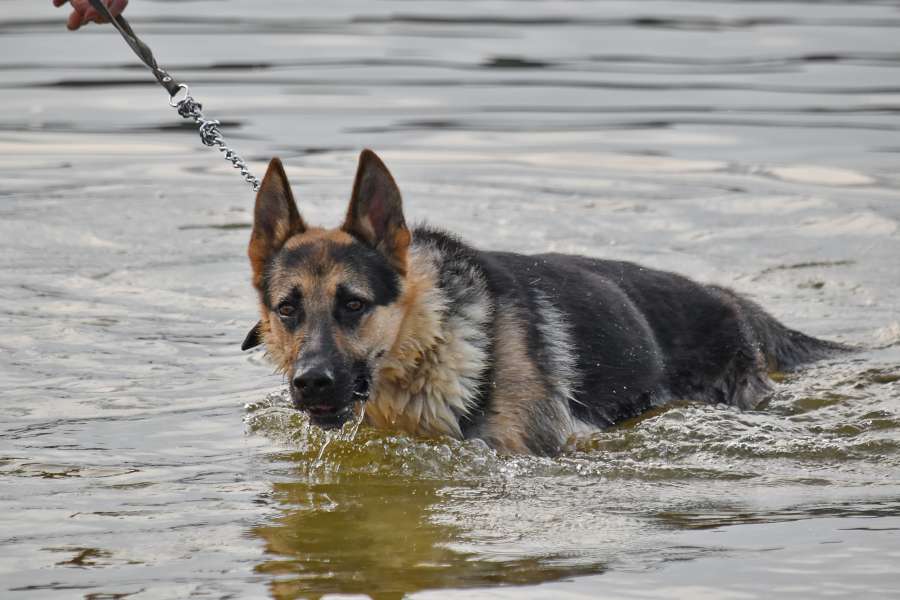 german, pedigree, shepherd dog, swimming 