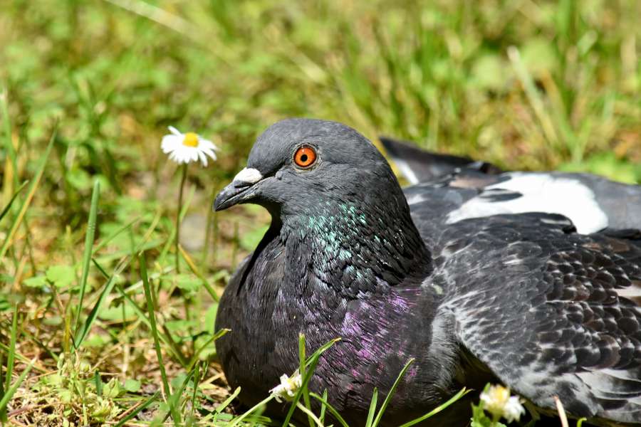 close-up, colorful, eye, head, laying 