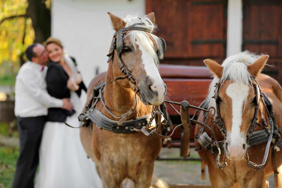 horses, carriage, romantic, hug, groom, kiss 