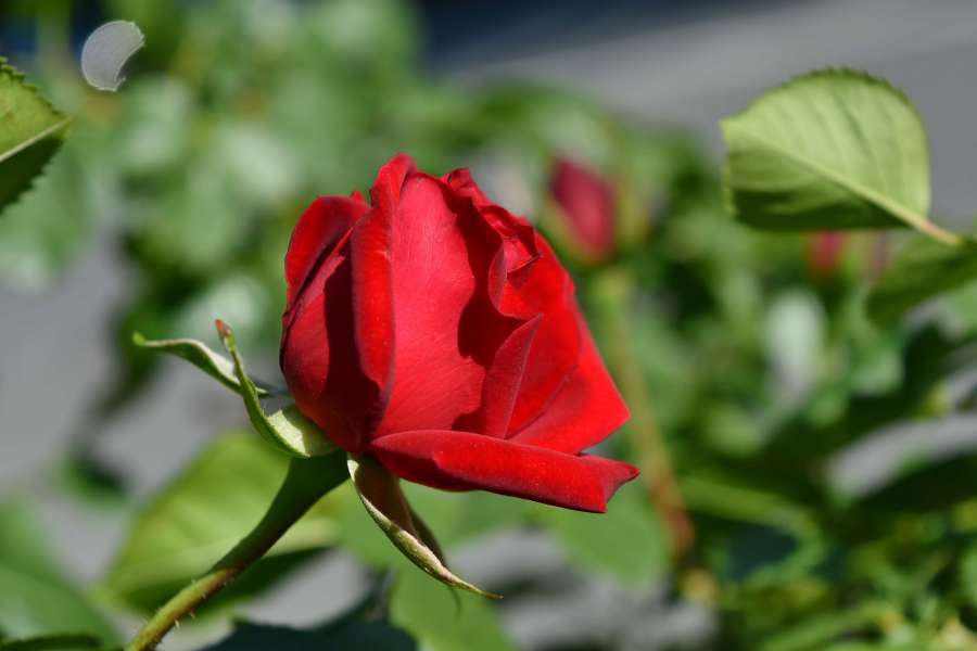 horticulture, reddish, plant, nature, bud 