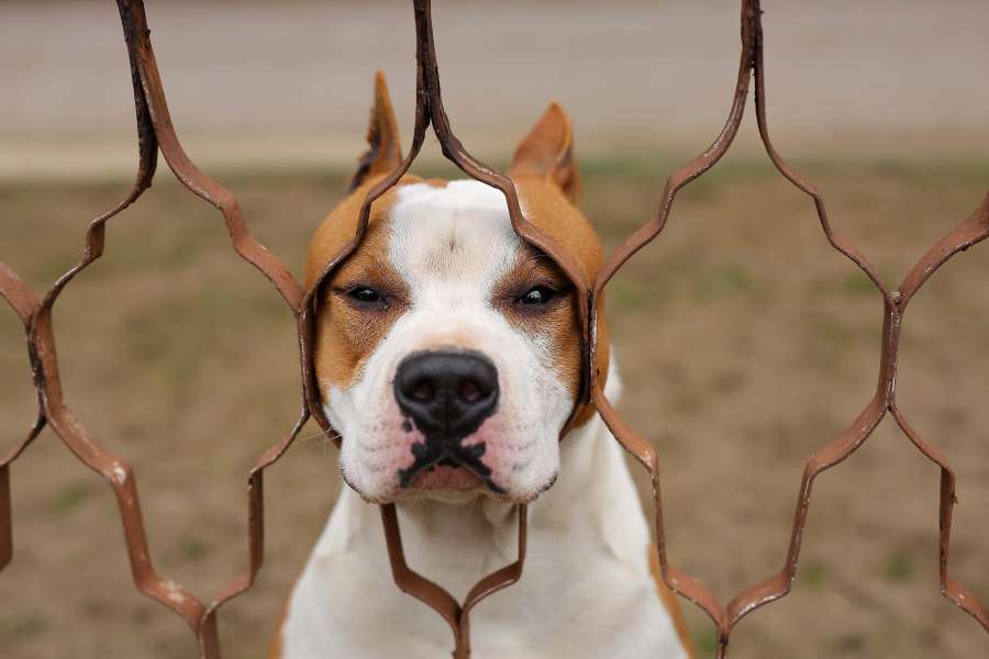 perro de caza, boxeador, raza, perro, mascota, canino
