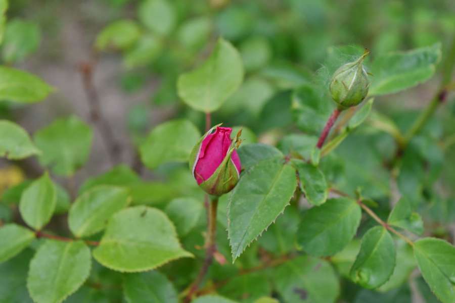 green leaf, horticulture, pinkish, shrub 