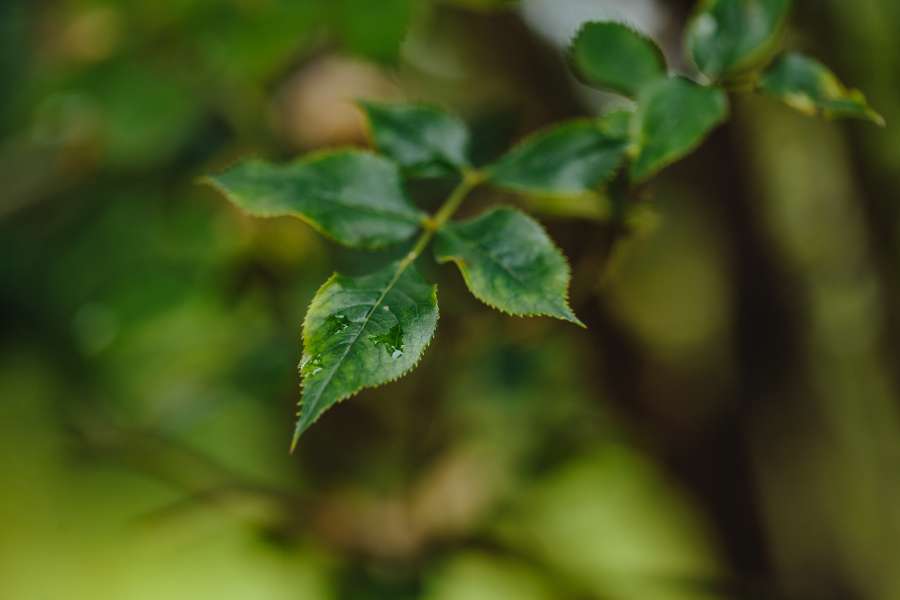 tree, plant, spring, leaf, leaves, blur 