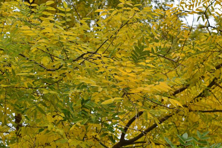 leaf, plant, flora, leaves, tree, nature 
