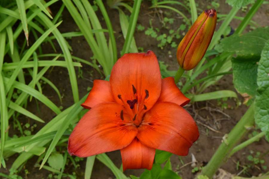 flor, naturaleza, hoja, lirio, al aire libre, jardín