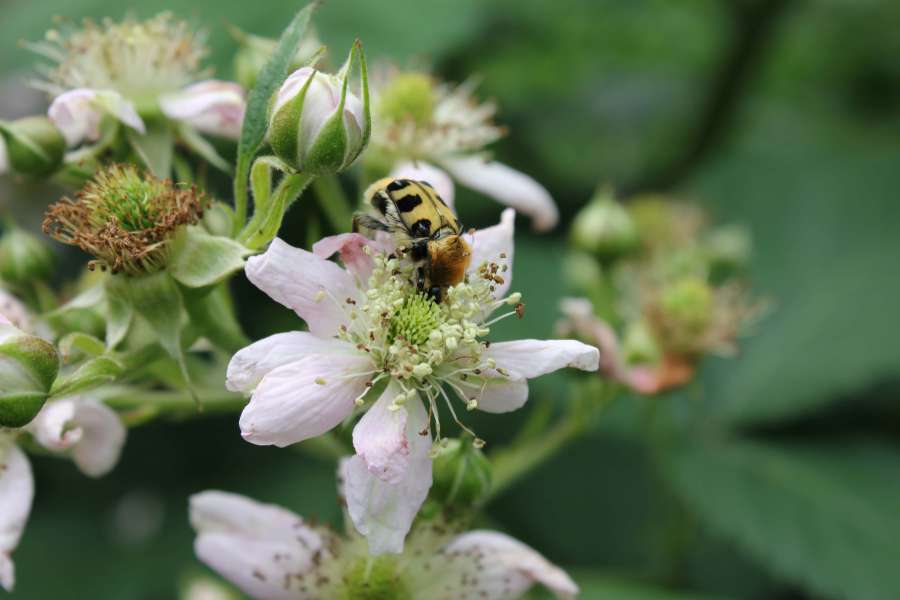insect, pollination, spring time, plant 