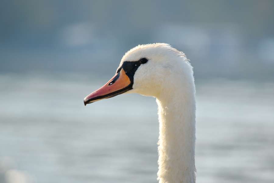 beak, looking, nose, side view, swam 