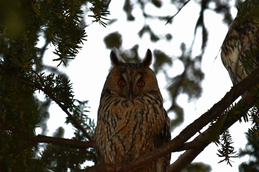 ear, eyes, great horned owl, owl, predator 