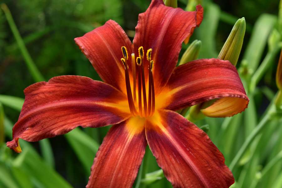 beautiful flowers, lily, petals, pistil 