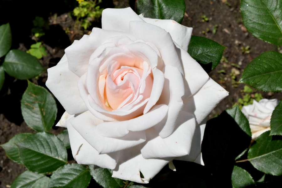 flower garden, white flower, rose, flower 