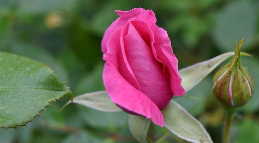 green leaf, rose, shrub, leaf, flora, petal 