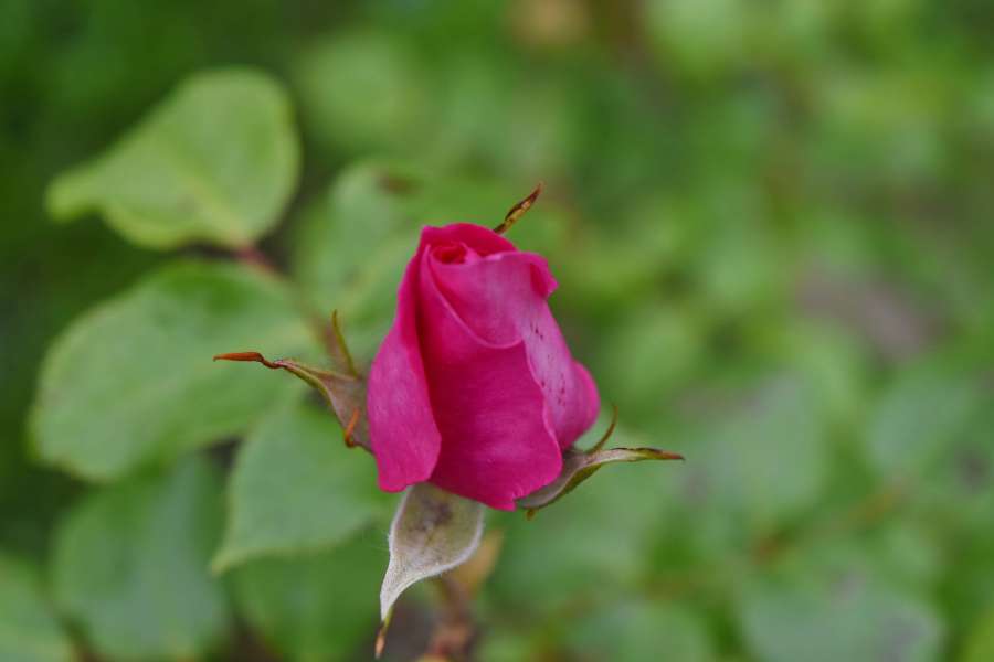 pinkish, pollen, rose, roses, shrub, spring 