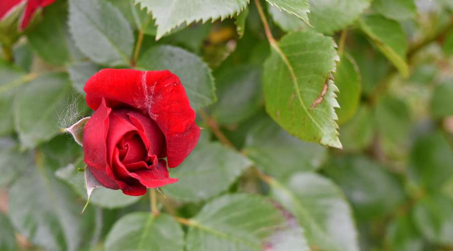botanical, red, roses, flower, nature, flora 