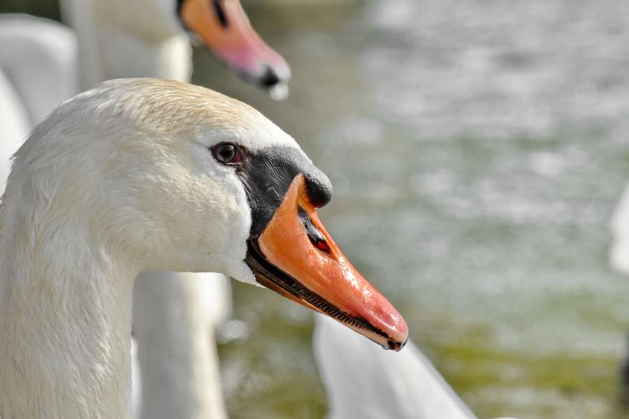 flock, swan, aquatic bird, waterfowl, beak 