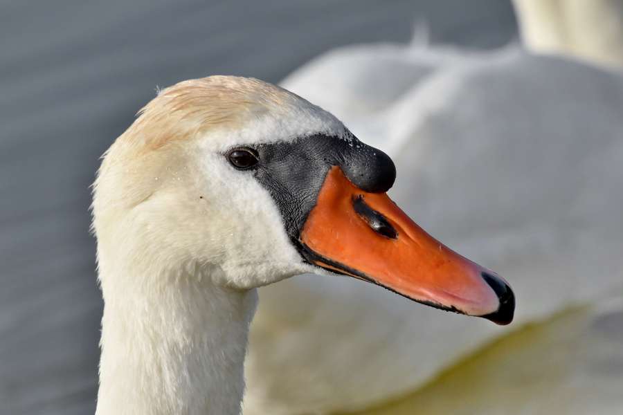 head, looking, swan, waterfowl, wildlife 