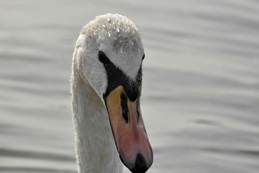cabeza, mirando, cisne, mojado, vida silvestre