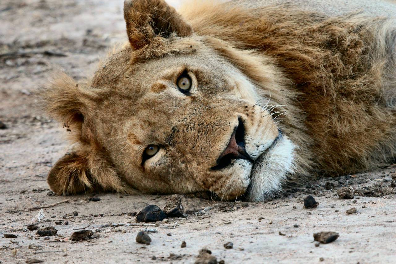 🥇 Image of animals feline lion wildlife whiskers lay down - 【FREE PHOTO ...