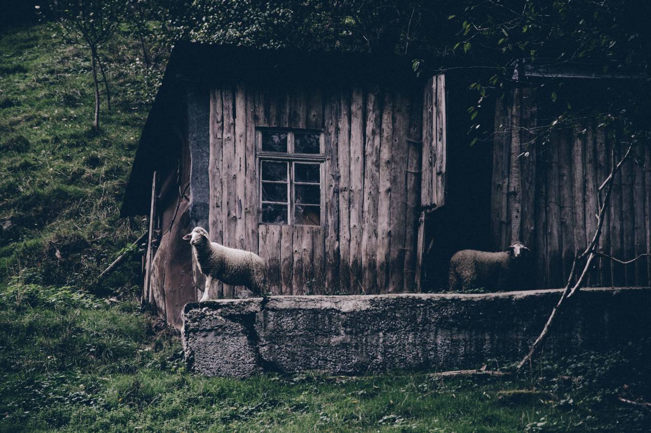 Animales, mamíferos, ovejas, corderos, vellón, casa, cabaña, cabaña, pendiente, bosques, césped, abandonados,