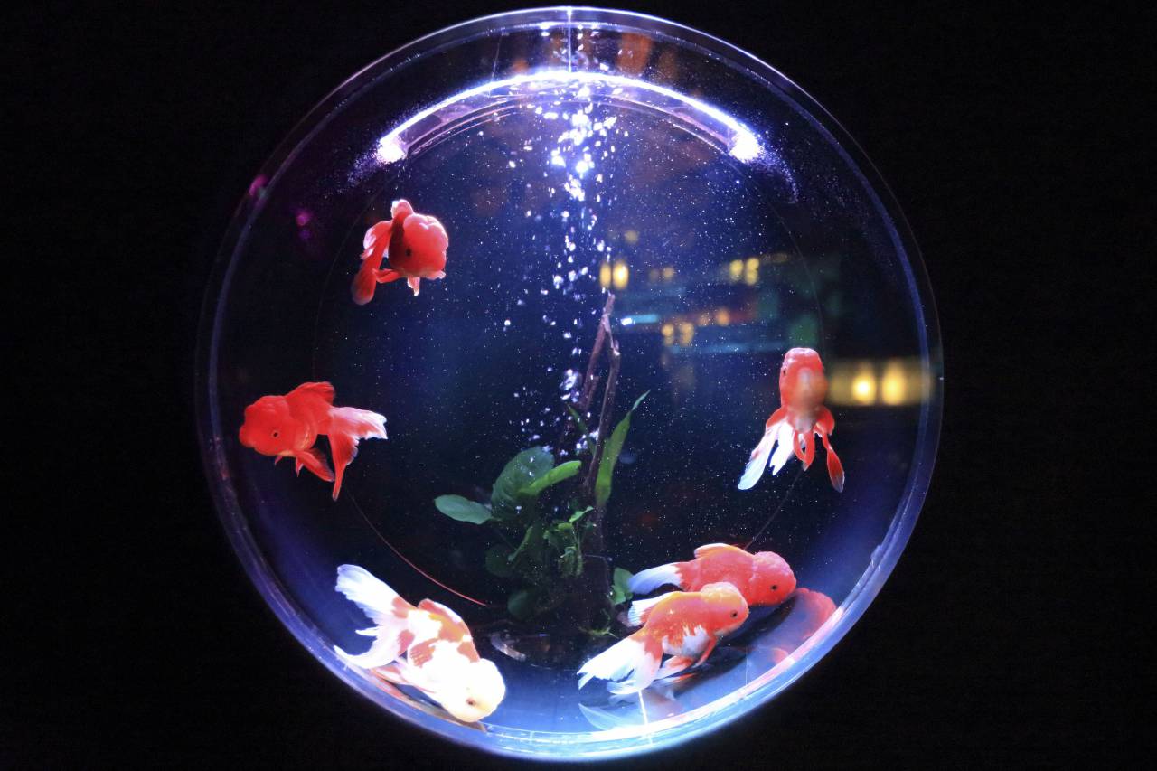 Acuario, peces, agua, burbujas, animal, aleta,